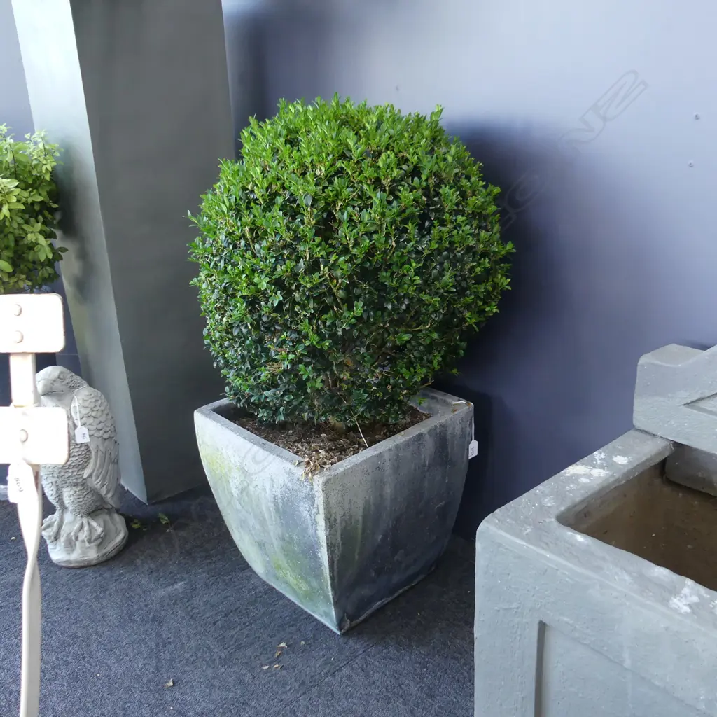 PR BOXUS TOPIARY BALLS IN CONCRETE PLANTERS H.950mm Image 1++