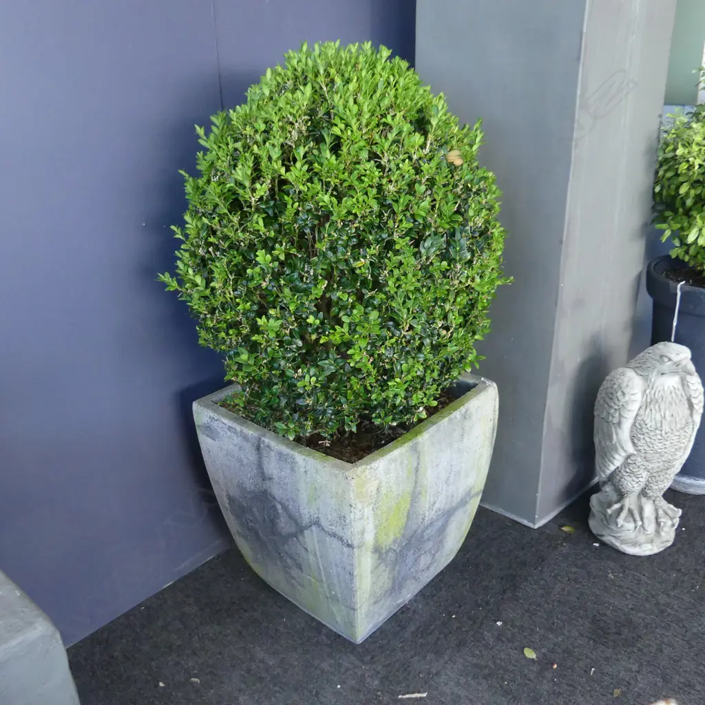 PR BOXUS TOPIARY BALLS IN CONCRETE PLANTERS H.950mm Image 1++