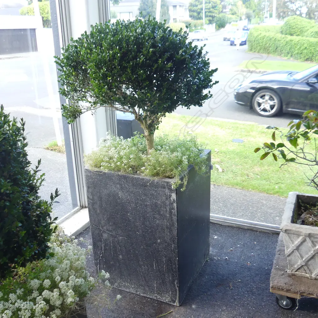 PR BLACK PAINTED CONCRETE PLANTERS w. BOXUS TOPIARY H.1400mm AF Image 1++