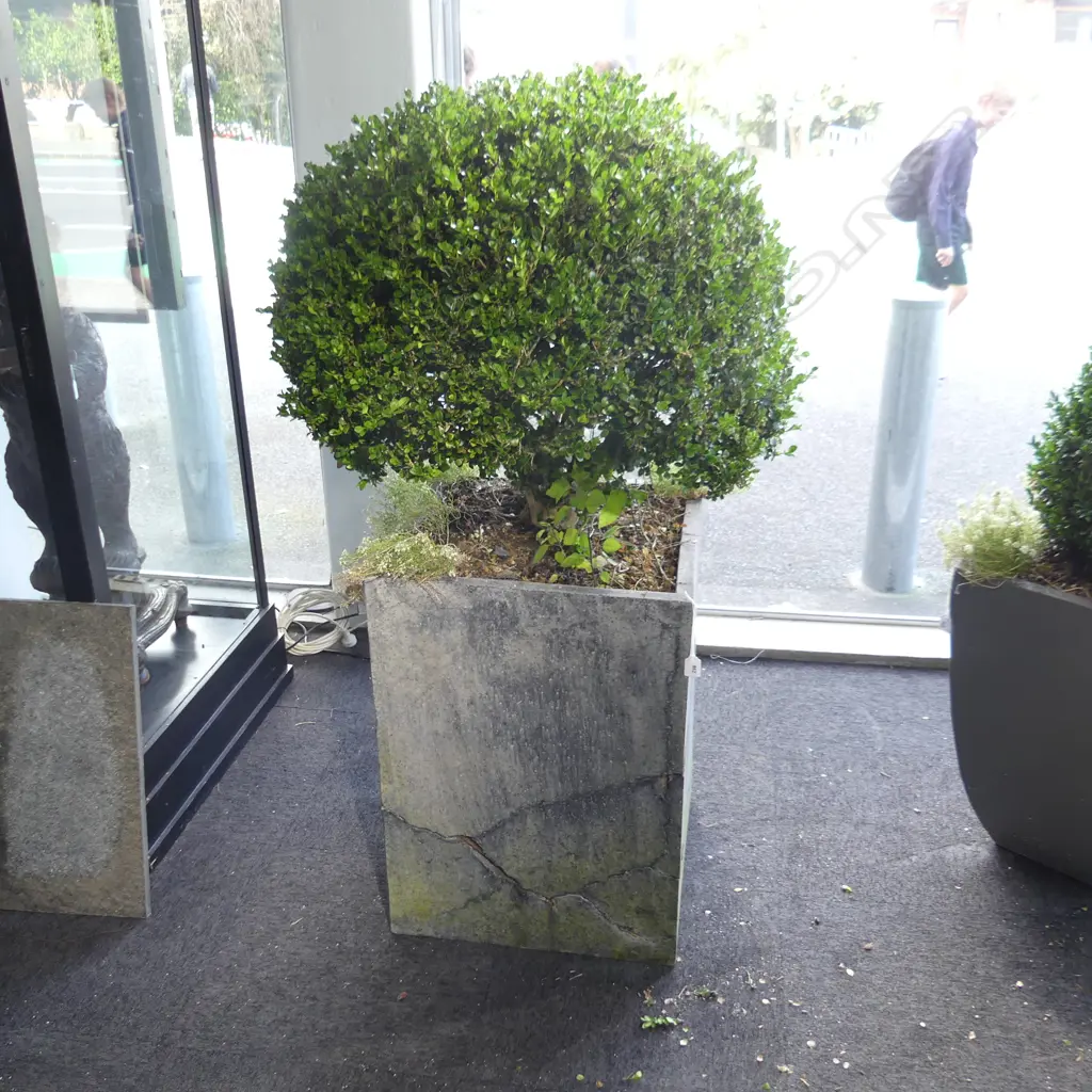 PR BLACK PAINTED CONCRETE PLANTERS w. BOXUS TOPIARY H.1400mm AF Image 1++