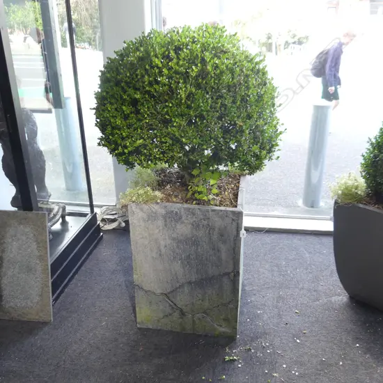 PR BLACK PAINTED CONCRETE PLANTERS w. BOXUS TOPIARY H.1400mm AF