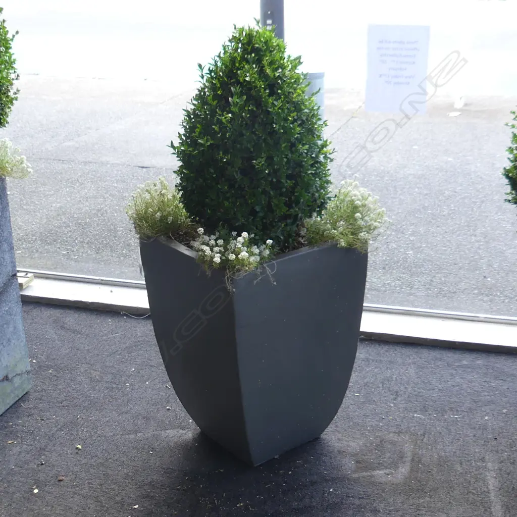 PR BOXUS TOPIARY CONES IN GREY PAINTED TERRACOTTA PLANTERS H.1150mm Image 1++