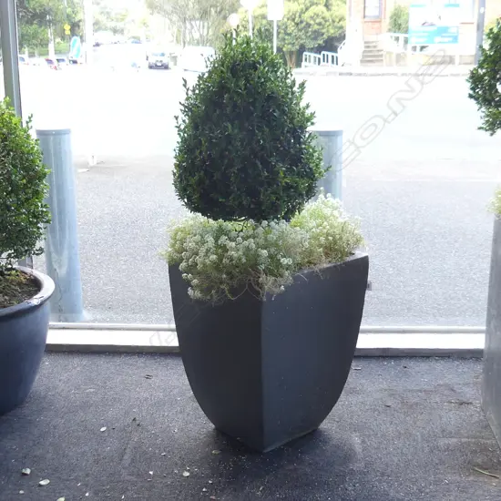 PR BOXUS TOPIARY CONES IN GREY PAINTED TERRACOTTA PLANTERS H.1150mm