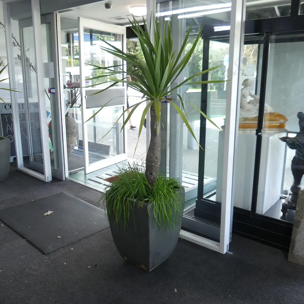 PR YUCCA PLANTS IN GREY PAINTED CONCRETE POTS H.1800mm Image 1++