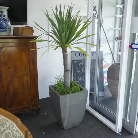 PR YUCCA PLANTS IN GREY PAINTED CONCRETE POTS H.1800mm
