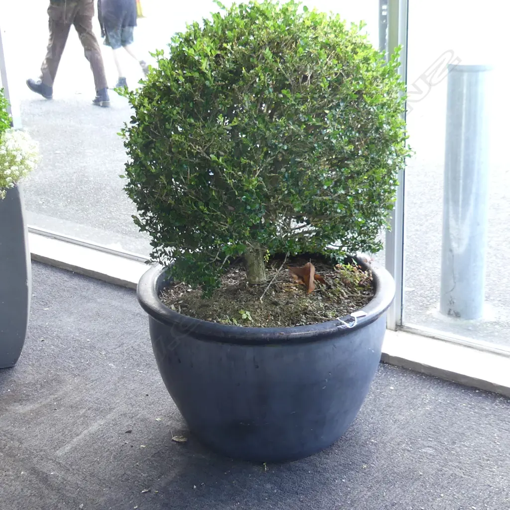 LARGE BOXUS TOPIARY BALL IN BLACK CERAMIC POT H.1110mm Image 1++