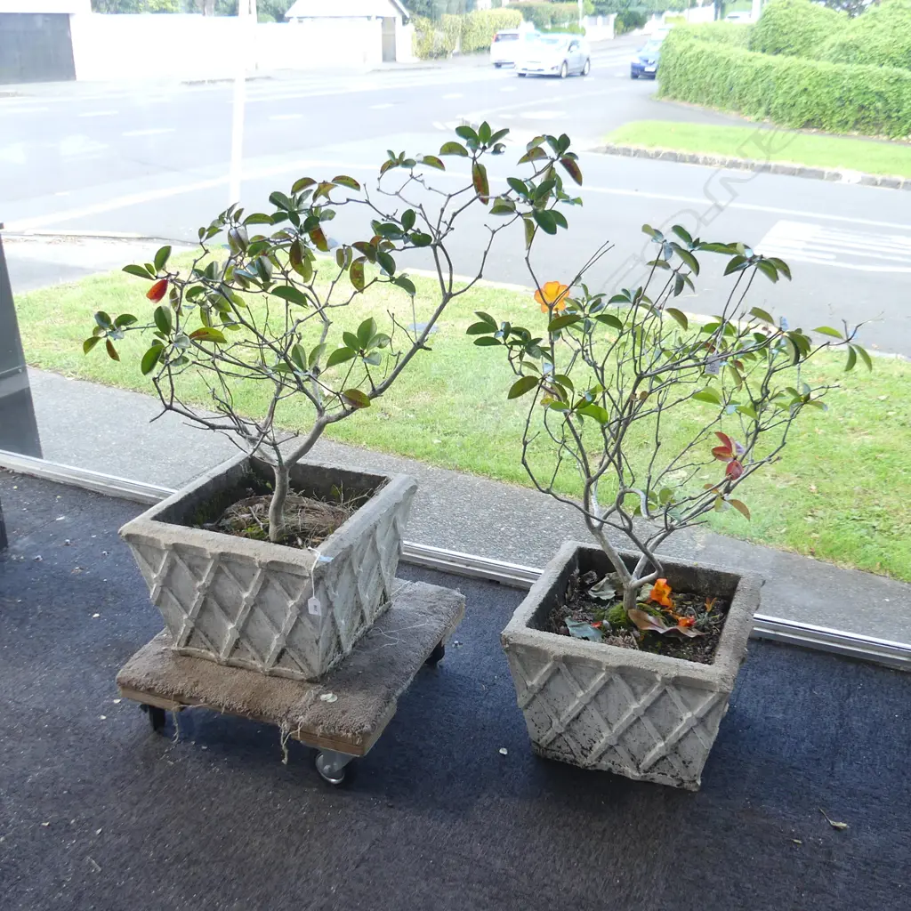 PR CONCRETE GARDEN PLANTERS  440x440x300mm w. VIREYA RHODODENDRONS H.900mm Image 1++