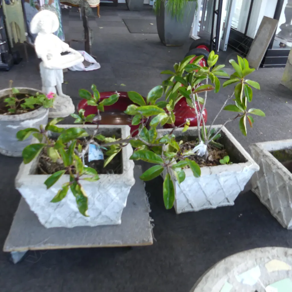 PR CONCRETE GARDEN PLANTERS  440x440x300mm w. VIREYA RHODODENDRONS H.800mm Image 1++