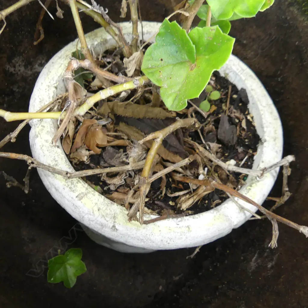 2 CONCRETE GARDEN POTS w. BRICK DESIGN H.330mm / 430mm dia & GERANIUM H.200mm Image 1++