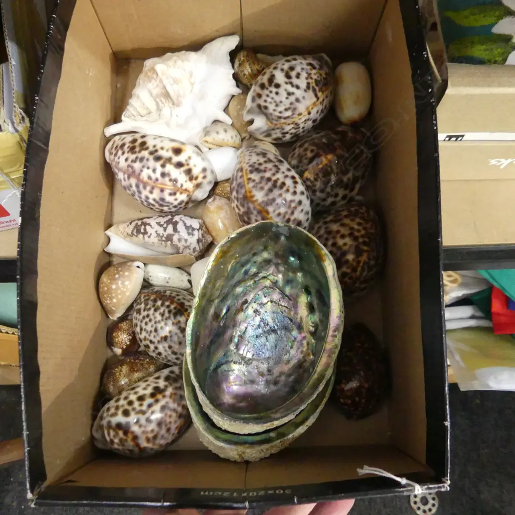 BOX ASST SHELLS INCL PAUA  Image 1++