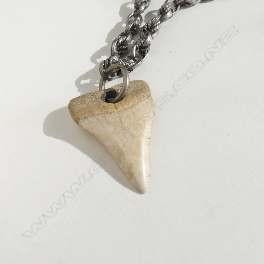 ANTIQUE SILVER PRINCE OF WALES ALBERT CHAIN W SHARK'S TOOTH (20901) Image 1++