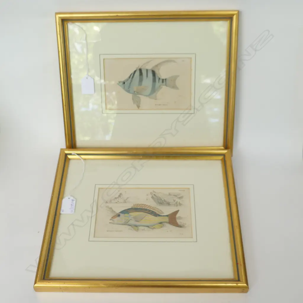 PR ANTIQUE FISH LITHOGRAPHS 100x165mm - GILT FRAMES Image 1++