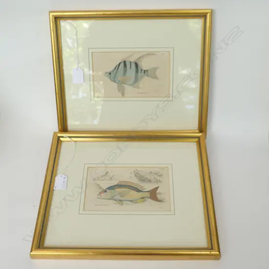PR ANTIQUE FISH LITHOGRAPHS 100x165mm - GILT FRAMES