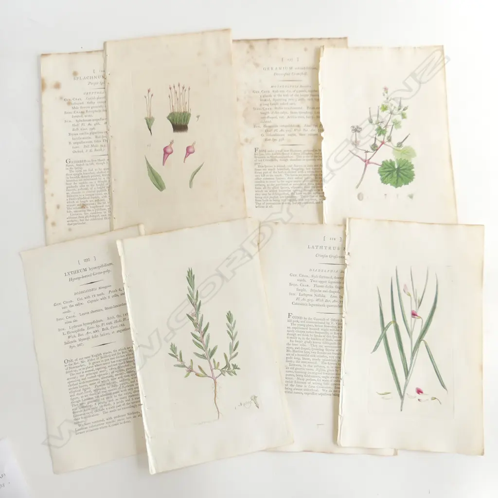 4 HAND COLOURED BOOK PLATE ENGRAVINGS - ENGLISH BOTANY JAMES SOWERBY 1795 + 4 TEXT PAGES Image 1++