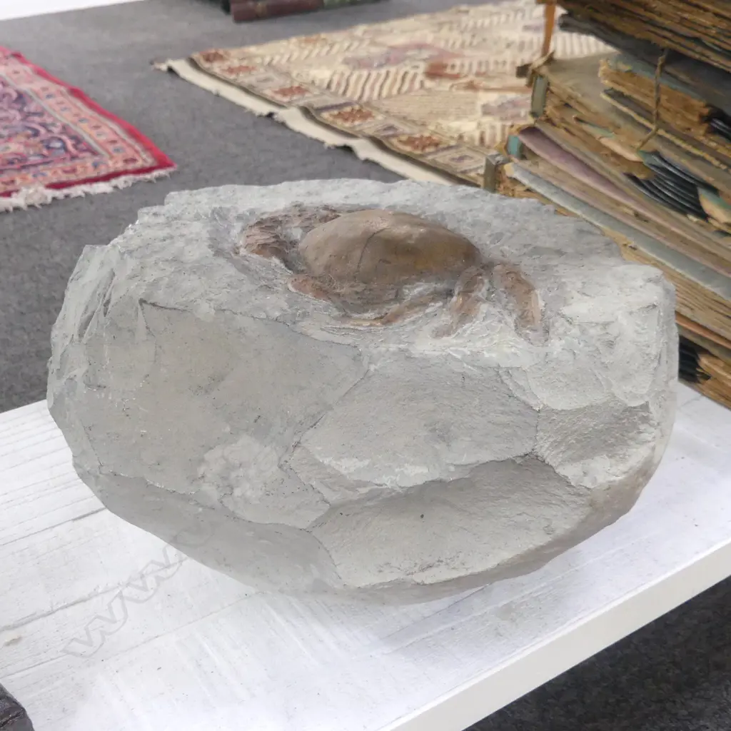 FOSSIL w. CRAB W.360mm Image 1++