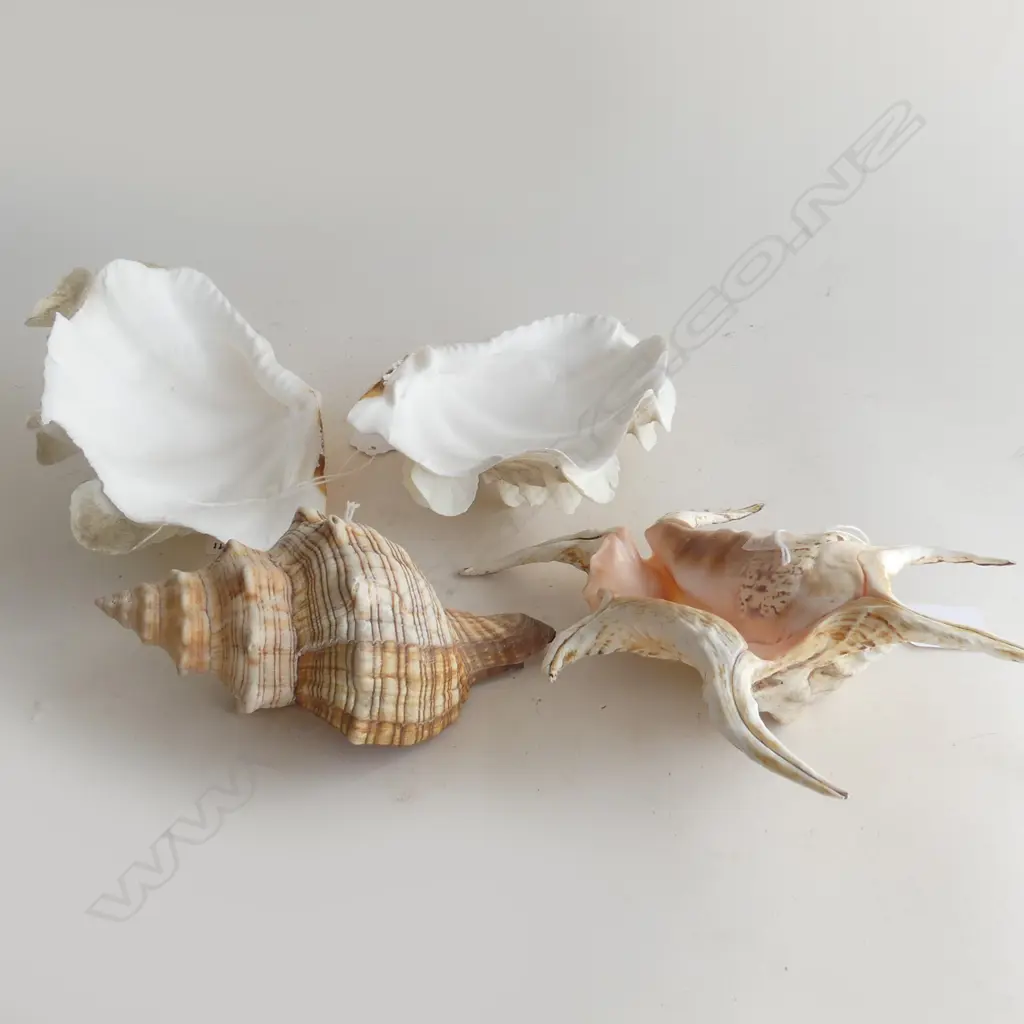 PR CLAM SHELLS & 2 OTHER SHELLS Image 1++