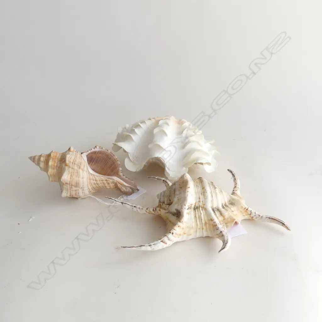 PR CLAM SHELLS & 2 OTHER SHELLS Image 1++