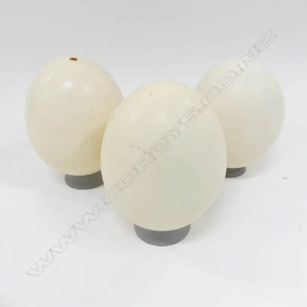 3 OSTRICH OR EMU EGGS Image 1++