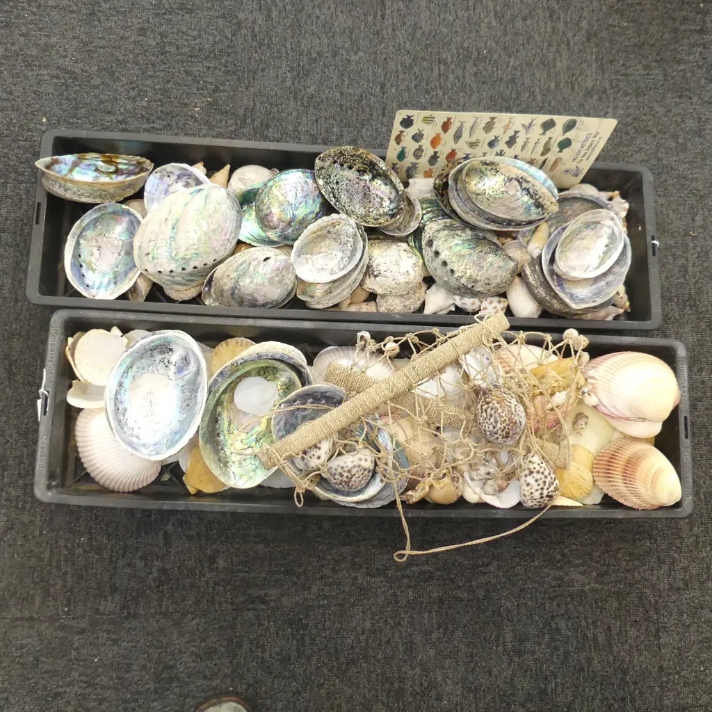 2 TRAYS ASST. SHELLS; PAUA, SCALLOPS ETC Image 1++