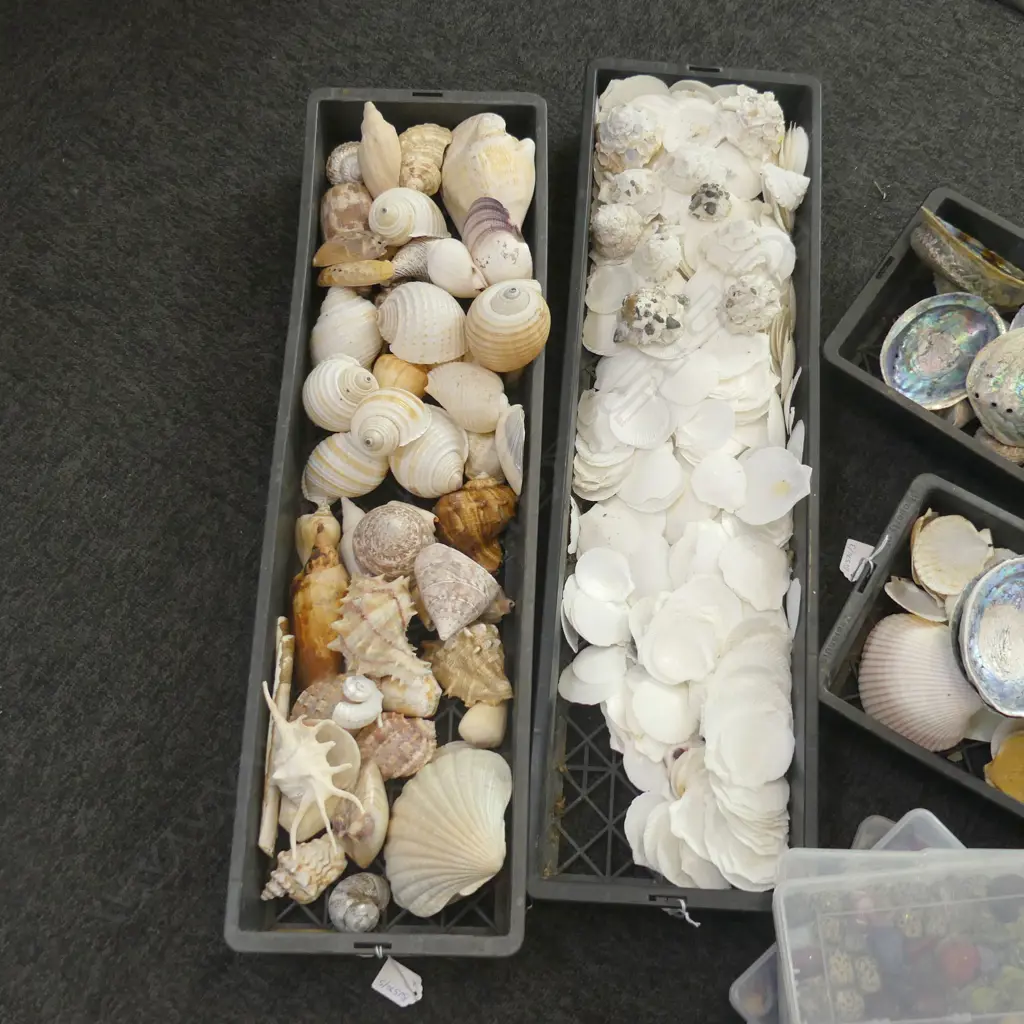 2 TRAYS ASST. SHELLS; SCALLOPS ETC Image 1++