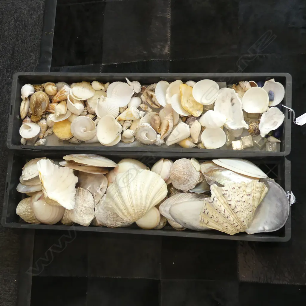 2 TRAYS ASST. SHELLS; SCALLOPS ETC Image 1++