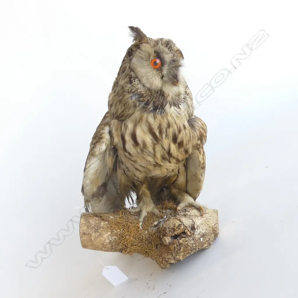 NORTH AMERICAN TAXIDERMIED LONG EARED OWL Image 1++