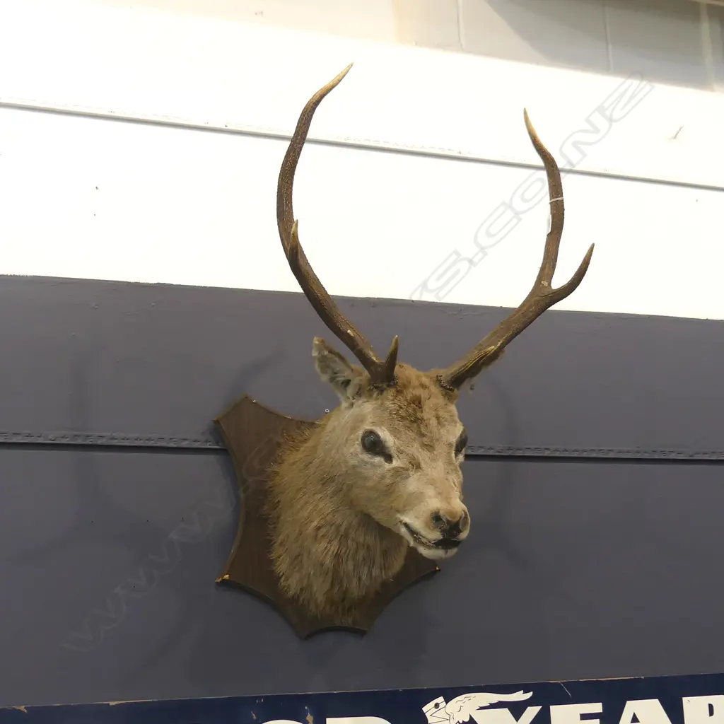 6 POINTER TAXIDERMY STAG HEAD  Image 1++