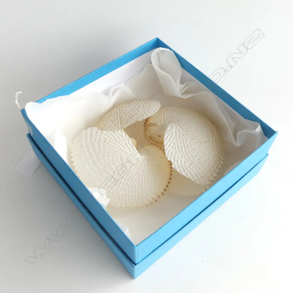 3 NAUTILUS SHELLS (LOSSES) Image 1++