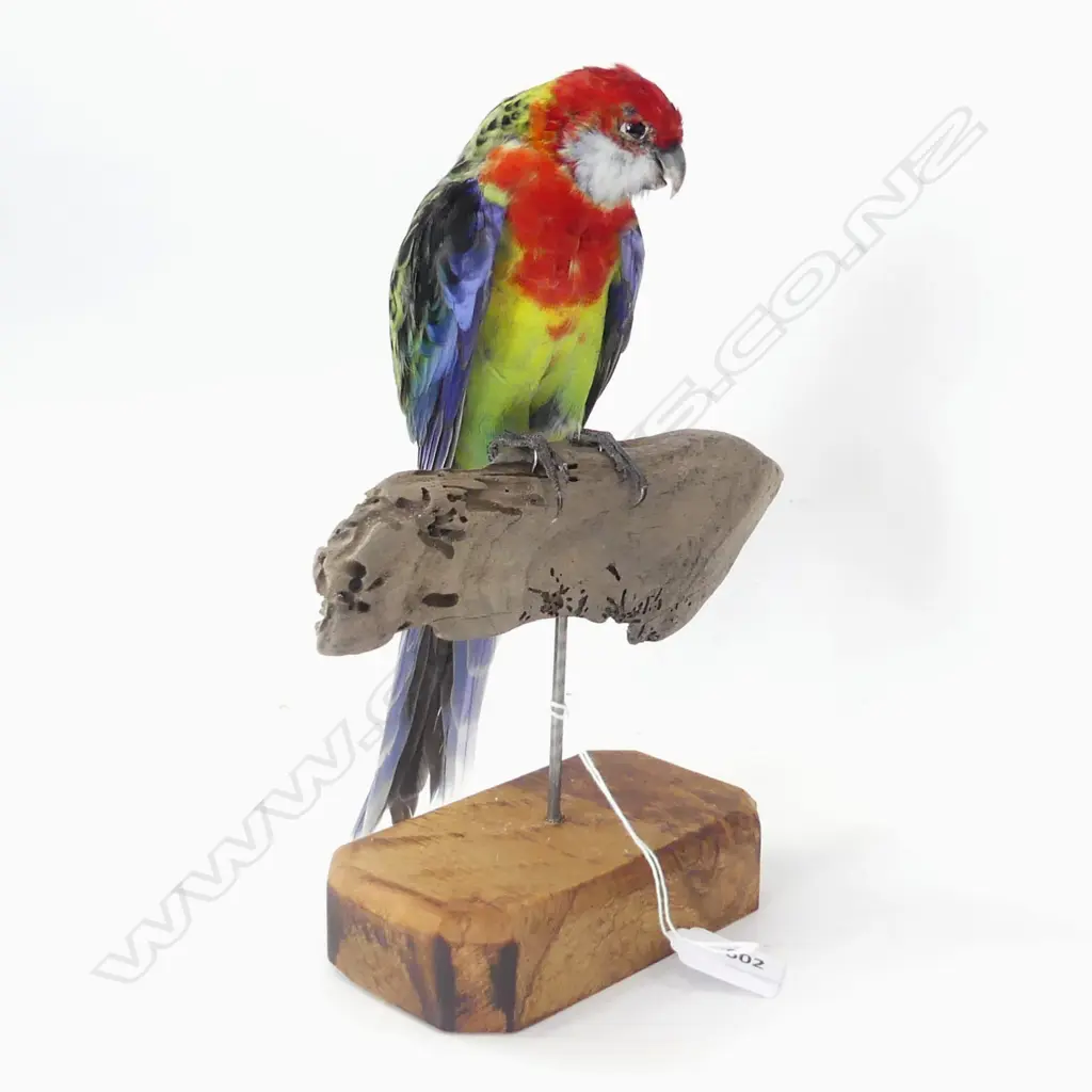 TAXIDERMY EASTERN ROSELLA ON STAND H. 280MM Image 1++