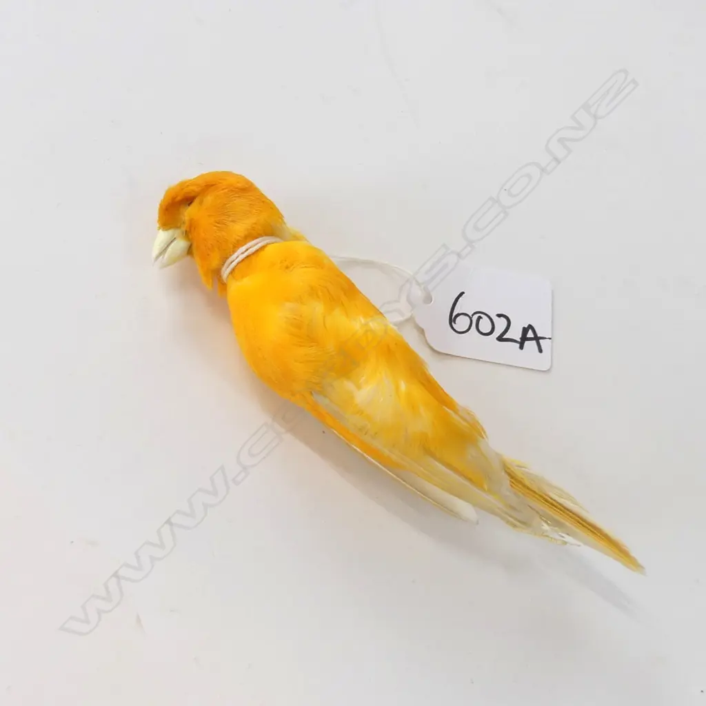 TAXIDERMY YELLOW CANARY L. 130MM Image 1++