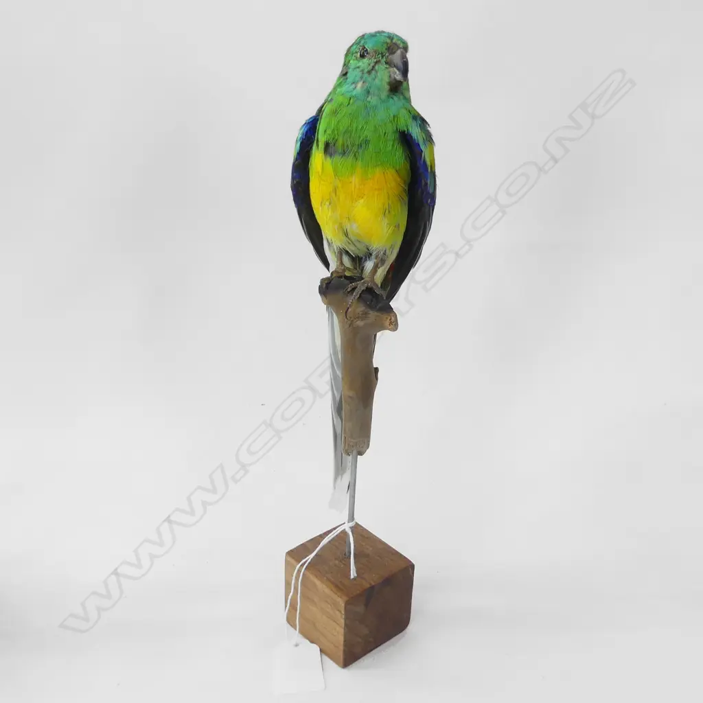 TAXIDERMY SPLENDID BIRD ON STAND H. 320MM Image 1++
