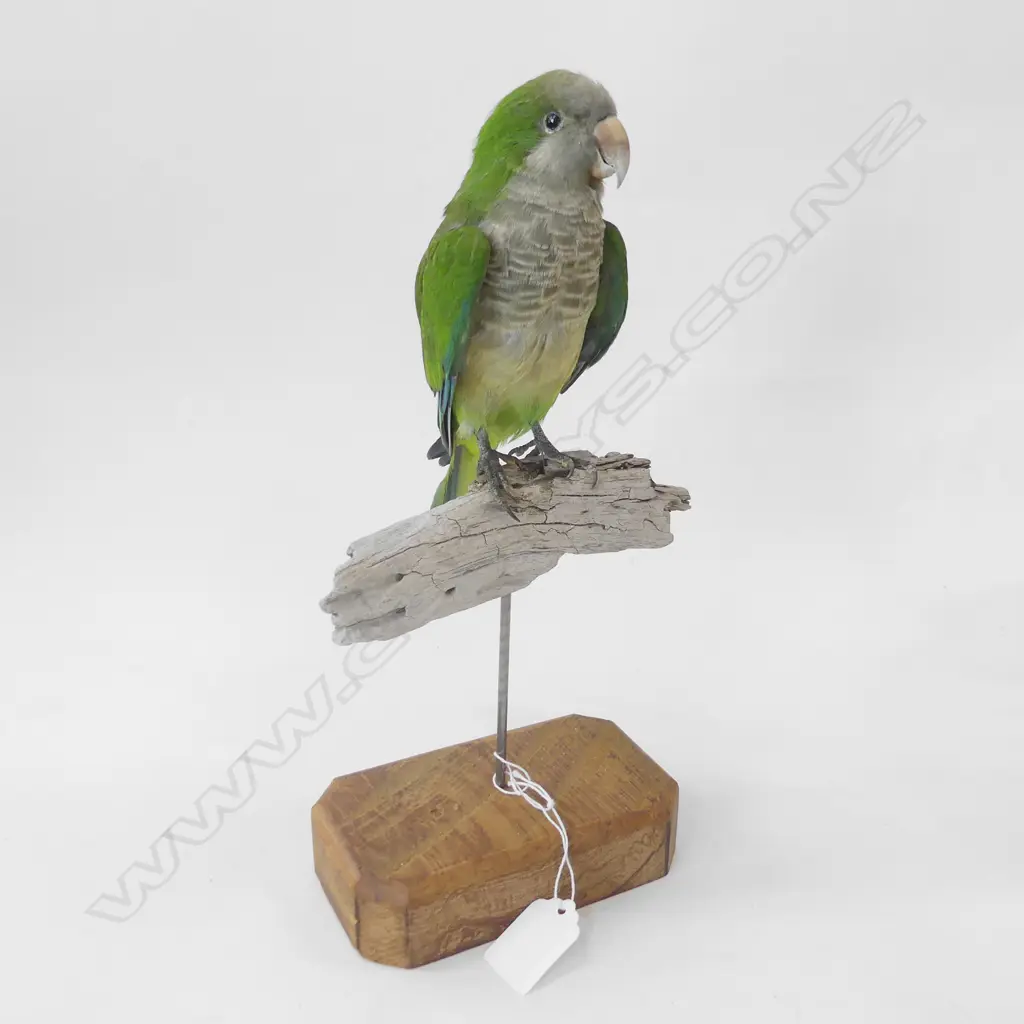 TAXIDERMY MONK PARROT ON STAND H. 310MM Image 1++