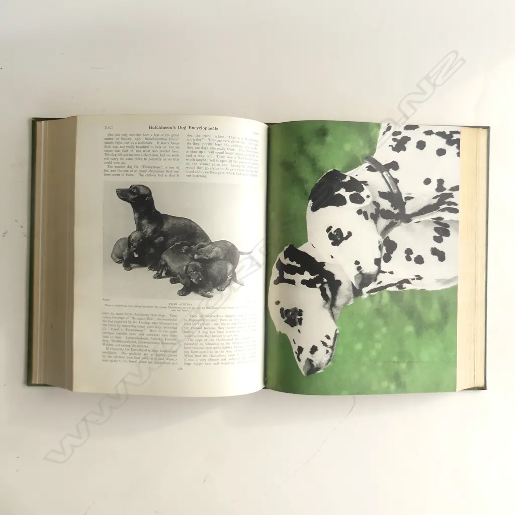 ‘HUTCHINSON'S POPULAR & ILLUSTRATED DOG ENCYCLOPAEDIA’, 3 VOL SET, GILT TOOLED GREEN CLOTH. 1935 Image 1++
