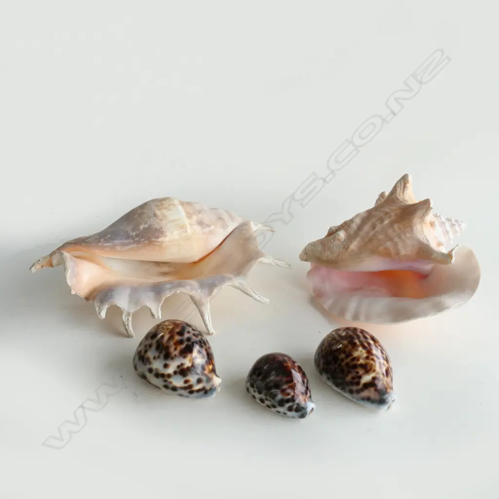 5 ASST SHELLS; 2 LG CONCH & 3 OTHER  Image 1++