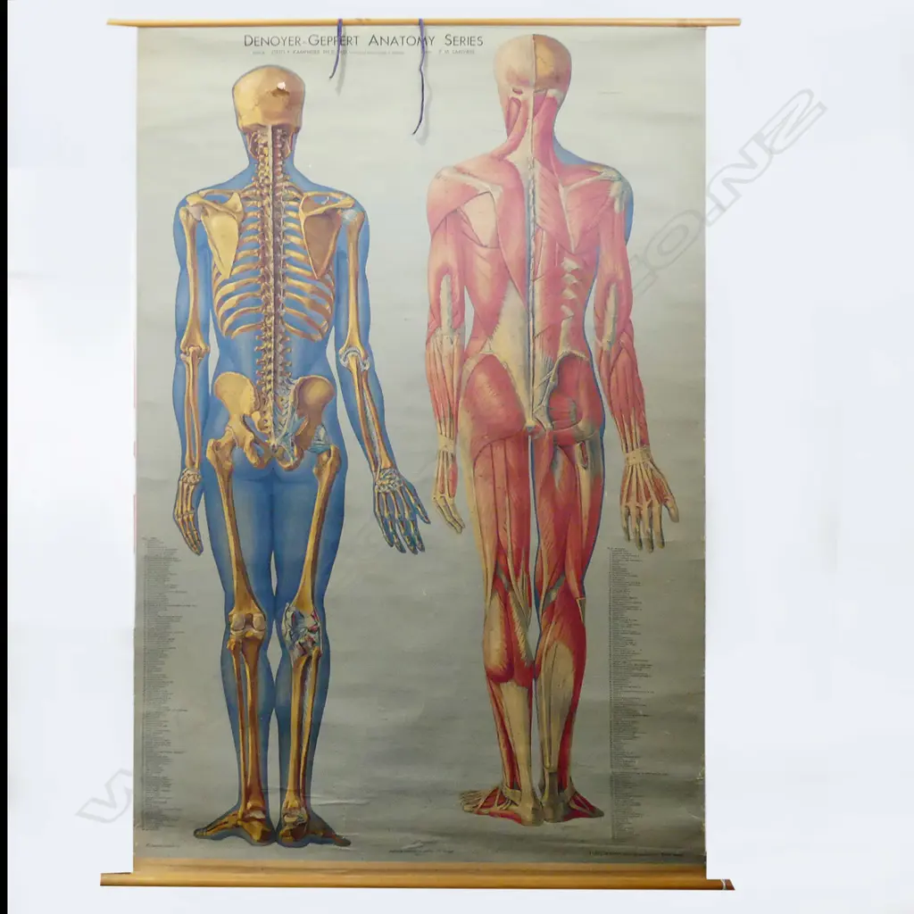 LG VINTAGE MEDICAL ANATOMY CHART; DENOYER-GEPPERT Co. CHICAGO Image 1++