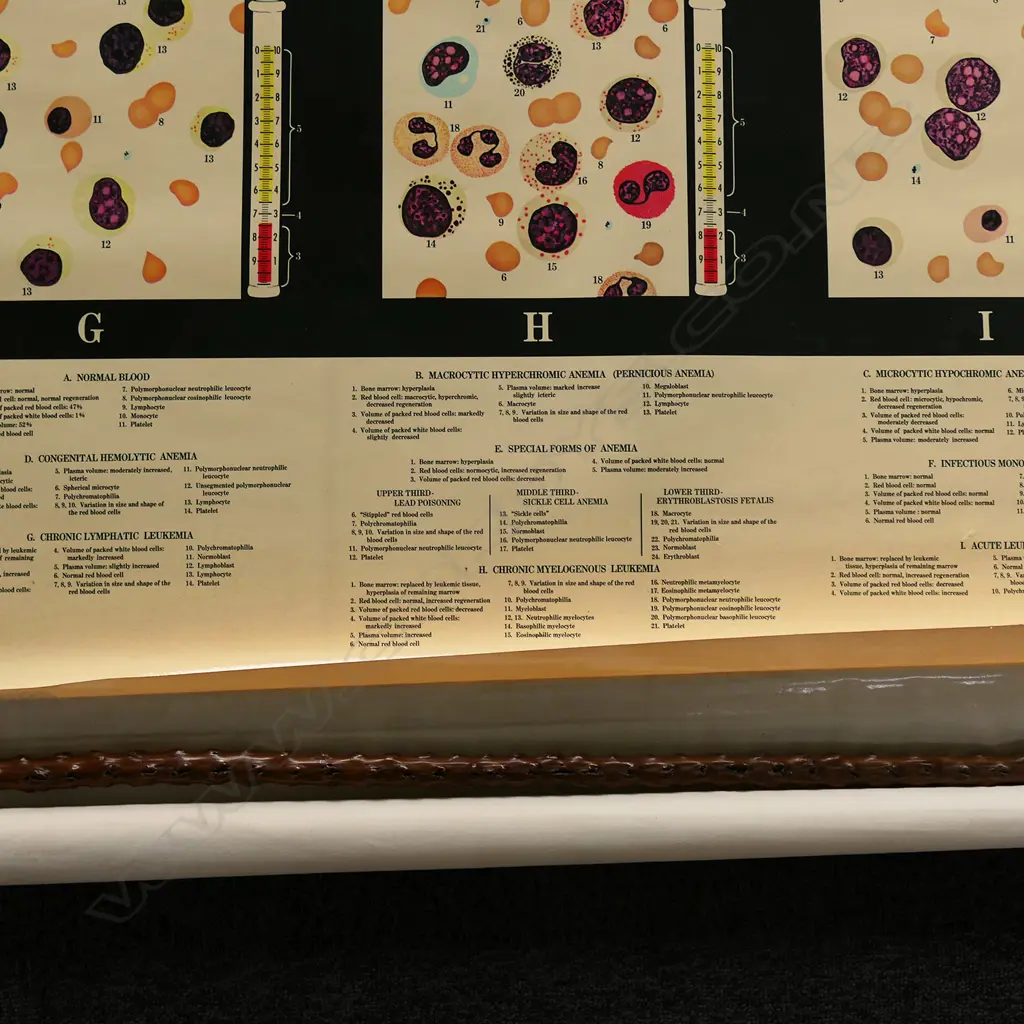 VINTAGE MEDICAL CHART, ADAM ROUILLY, DISEASES OF THE BLOOD 2000 x 940mm Image 1++