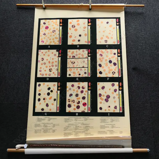 VINTAGE MEDICAL CHART, ADAM ROUILLY, DISEASES OF THE BLOOD 2000 x 940mm