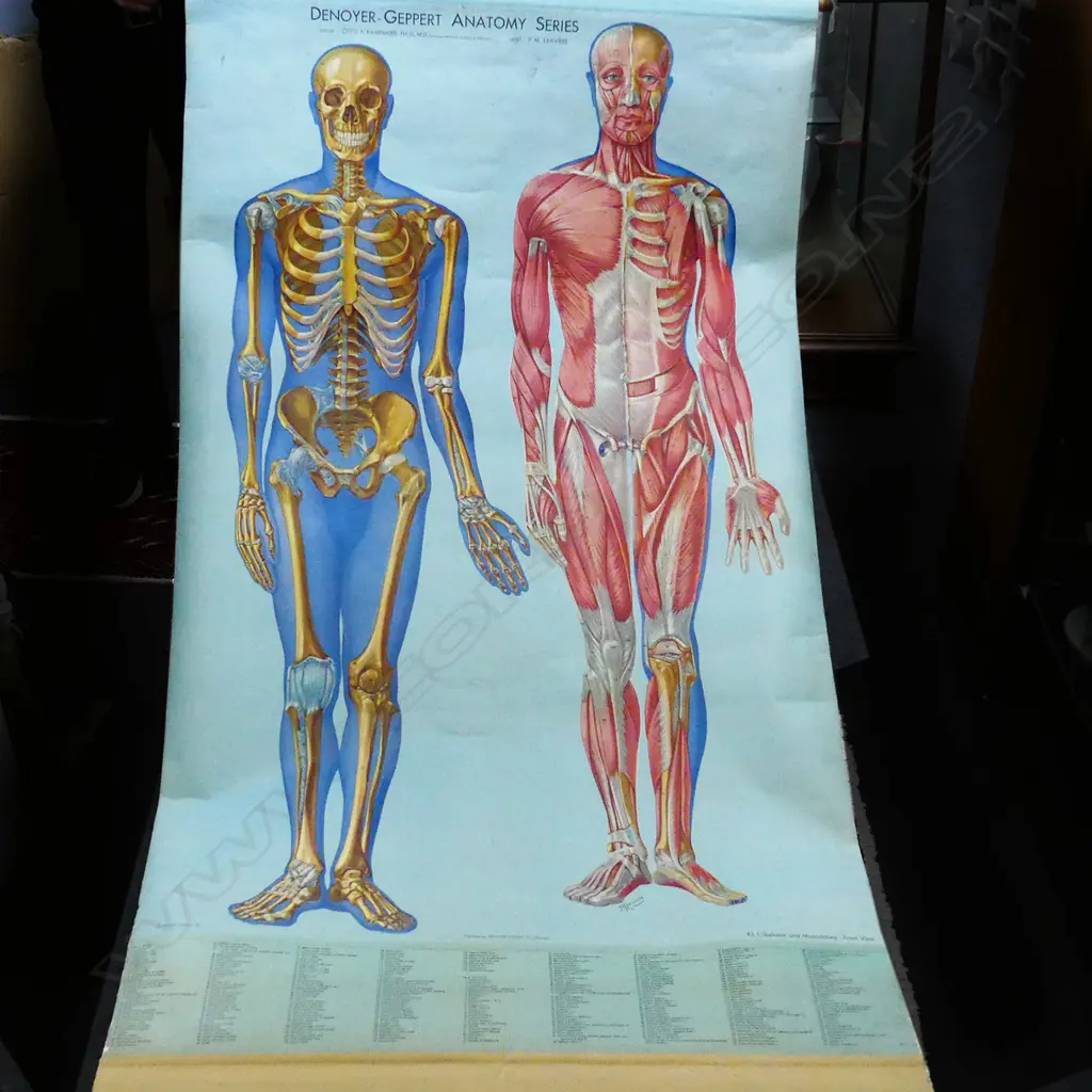 LG VINTAGE MEDICAL ANATOMY CHART (+BASE ROD) Image 1++