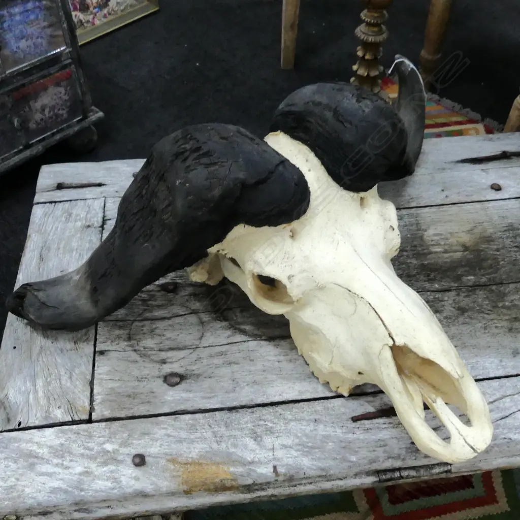 LG AFRICAN CAPE BUFFALO SKULL 840x280x550mm Image 1++