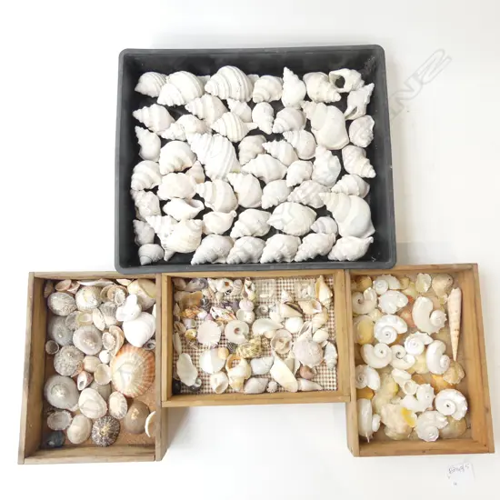 4 BOXES ASST. SHELLS