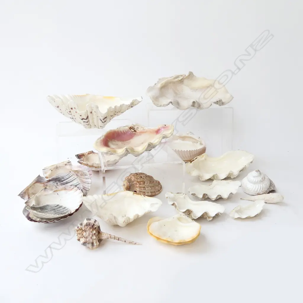 ASST. SHELLS Image 1++