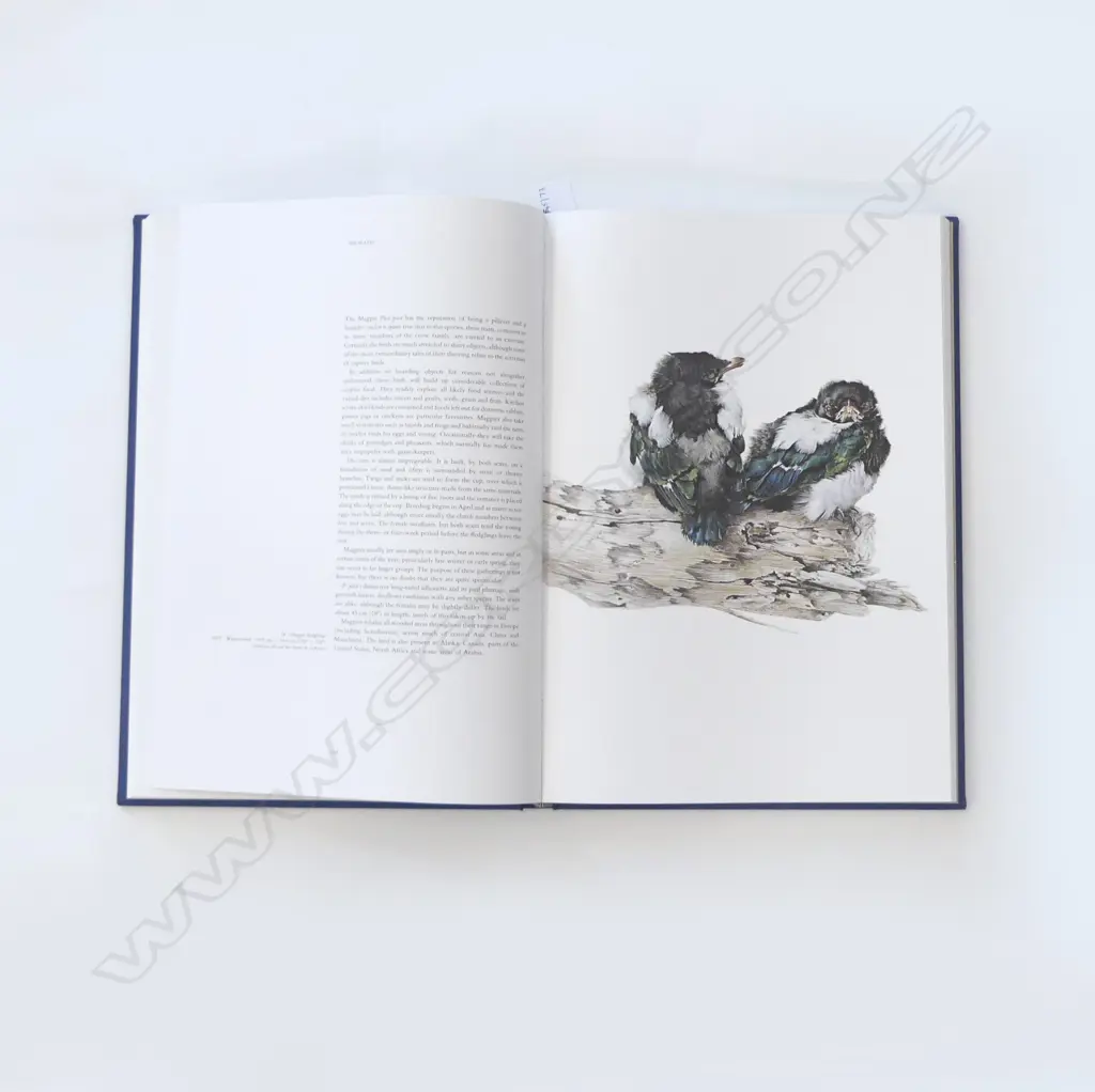 BOOK STUDIES & SKETCHES OF A BIRD PAINTER BY RAYMOND CHING H420 W290MM Image 1++