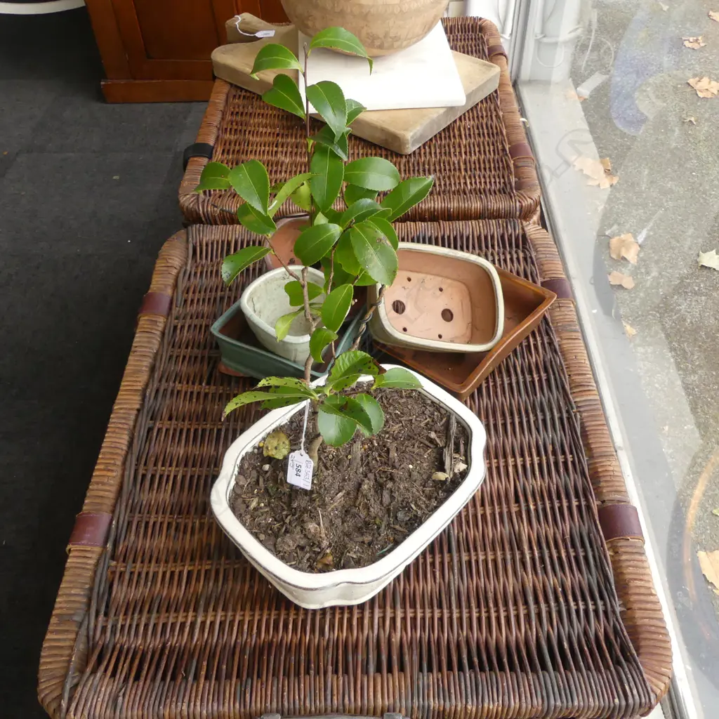 2 BONSAI H.540 / 400mm + 5 GLAZED CERAMIC PLANTERS Image 1++