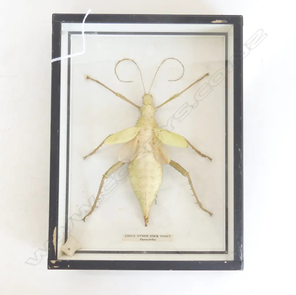 VINTAGE FRAMED NYMPH STICK INSECT 255x195mm Image 1++
