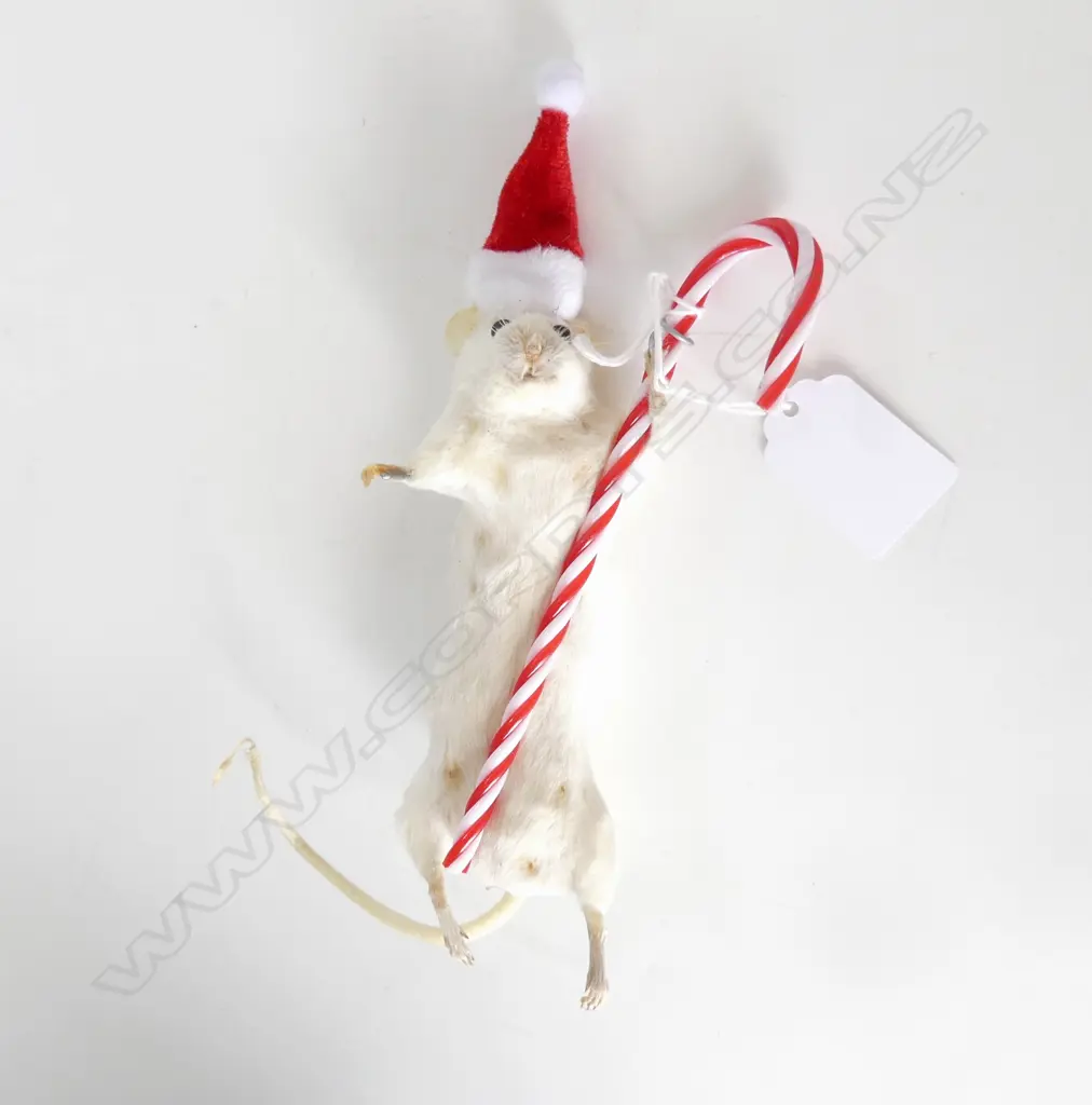 TAXIDERMY CHRISTMAS MOUSE w. CANDY CANE H.185mm Image 1++