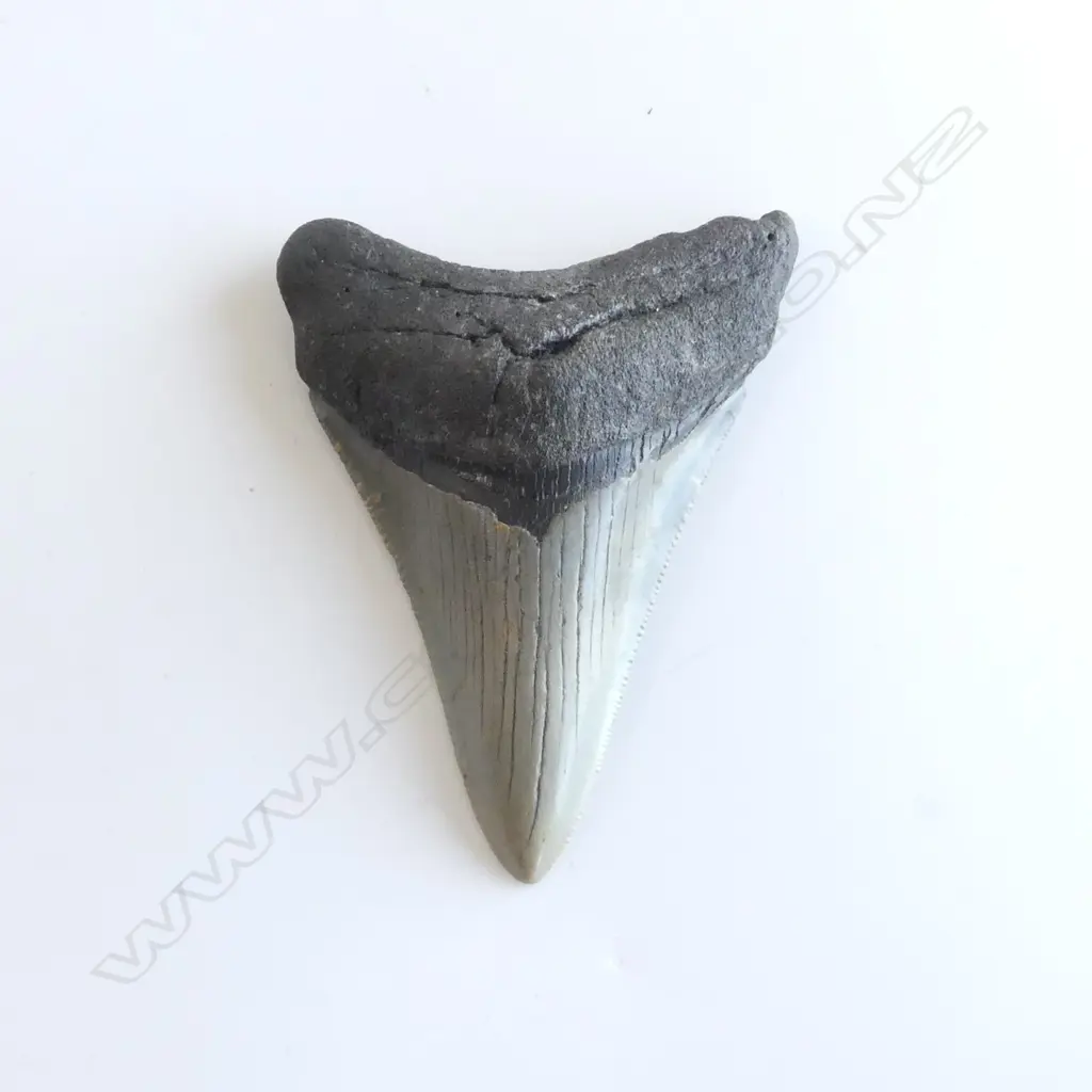 MEGALODON TOOTH 23-3.6 million years old H.85mm Image 1++