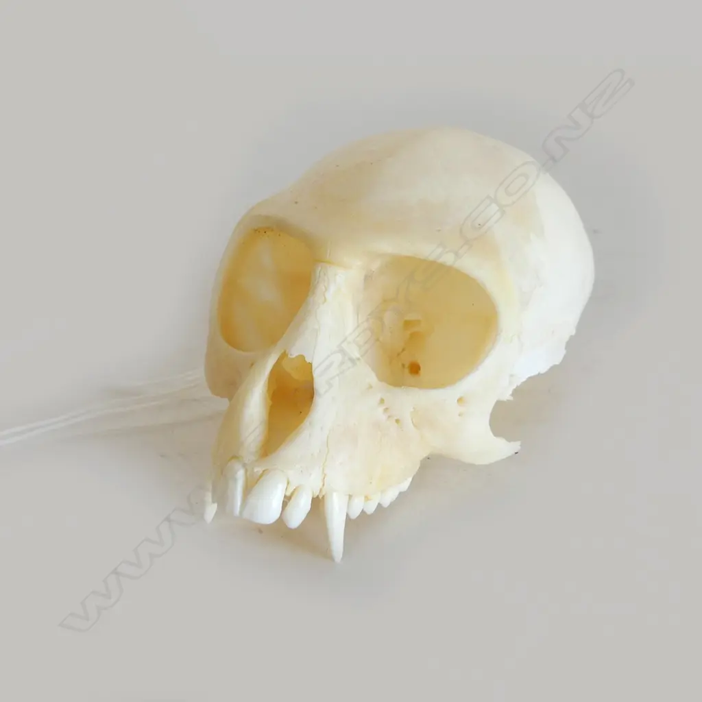 VERVET MONKEY SKULL L.95mm Image 1++