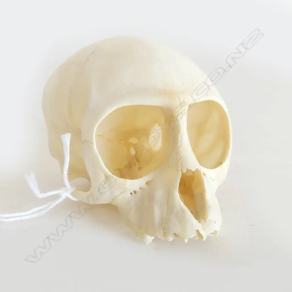 VERVET MONKEY SKULL L.85mm Image 1++