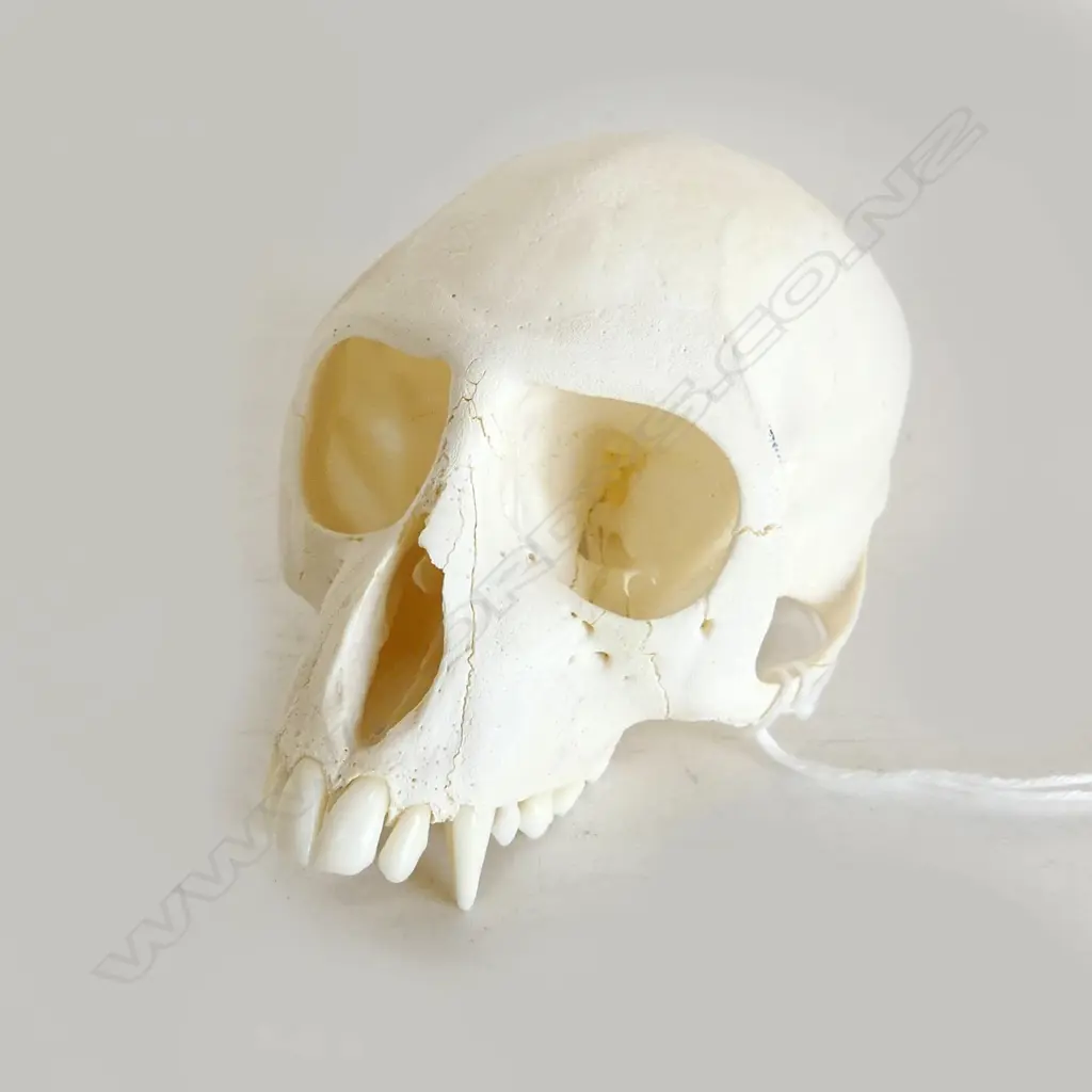 VERVET MONKEY SKULL L.100mm Image 1++