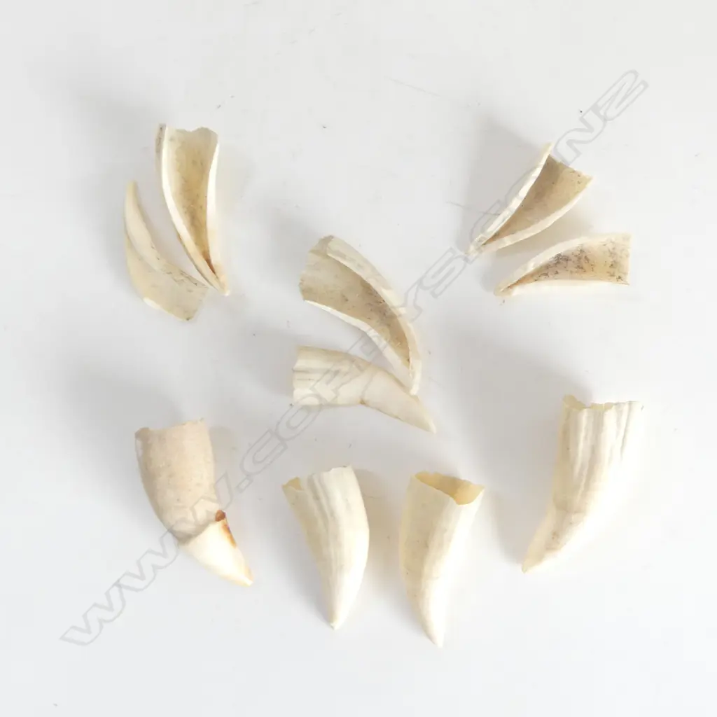 A COLLECTION OF 7 SMALL WHALES TEETH  3 DAMAGED LARGEST 60MM Image 1++